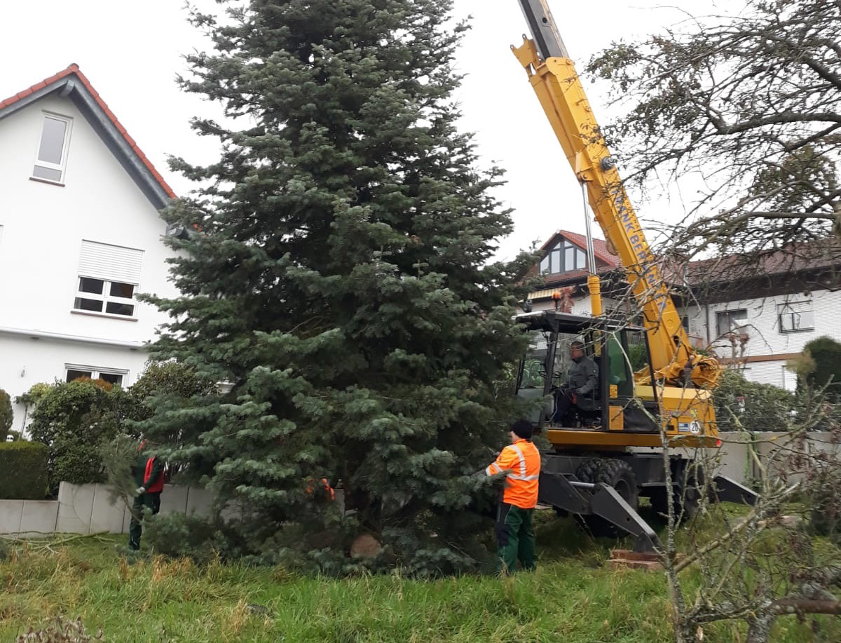 Hilfe beim Weihnachtsbaumtransport